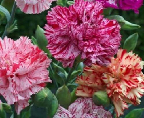 Выращивание гвоздики на срезку. Сорта и виды