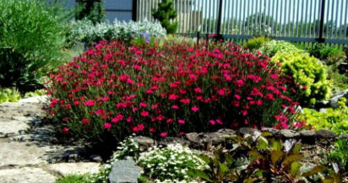 Выращивание гвоздики на срезку. Сорта и виды