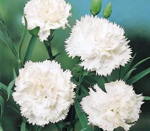 Выращивание гвоздики на срезку. Сорта и виды