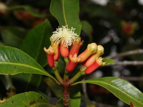 Как вырастить рассаду гвоздики. Выбор вида гвоздики 04