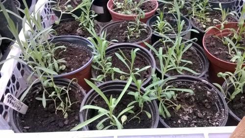 Когда сажать гвоздику в открытый грунт. Как вырастить многолетнюю гвоздику: способы посева семян