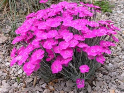 Выращивание гвоздики на срезку. Сорта и виды