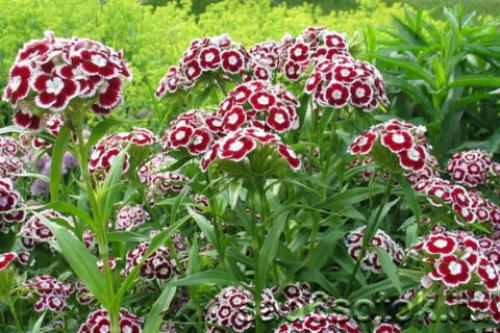 Выращивание гвоздики на срезку. Сорта и виды