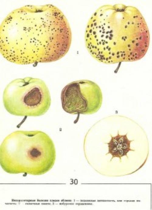 Подкожная пятнистость яблок. Причины появления и признаки проявления наиболее важных болезней физиологического происхождения яблок при хранении 08