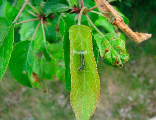 Подкожная пятнистость яблок. Причины появления и признаки проявления наиболее важных болезней физиологического происхождения яблок при хранении 01
