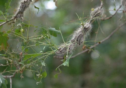 Подкожная пятнистость яблок. Причины появления и признаки проявления наиболее важных болезней физиологического происхождения яблок при хранении 06