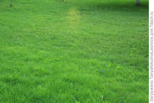 Какую газонную траву лучше посадить на даче форум. Комментарии к записи (стр. 1)