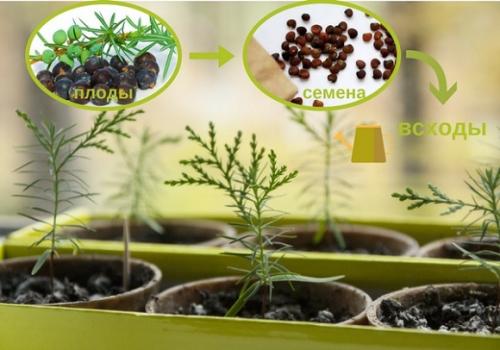 Стратификация семян можжевельника. Как вырастить можжевельник из семян новичку?