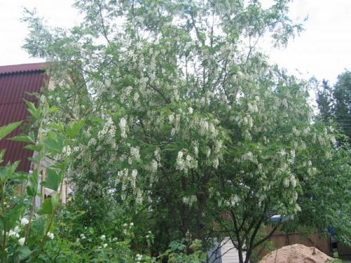 Как быстро вырастить хвойные. Самые быстрорастущие деревья