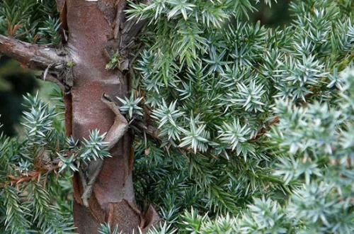 Стратификация семян можжевельника. Как вырастить можжевельник из семян новичку?