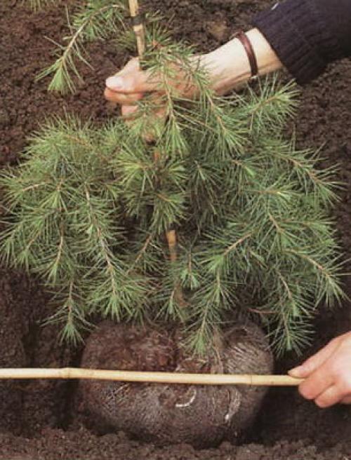 Когда лучше посеять семена хвойников. Когда сажать хвойные растения в саду 05