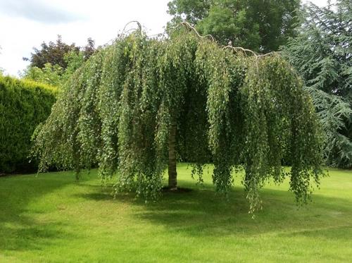 Как быстро вырастить хвойные. Самые быстрорастущие деревья