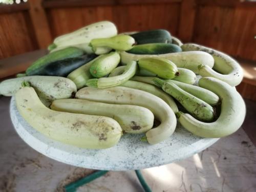 Как сделать газон на целине. Огород на целине