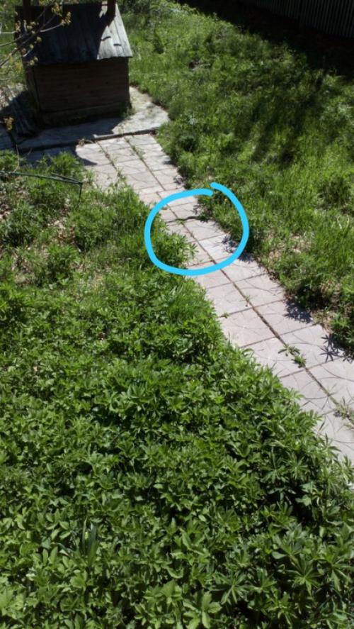 Как сделать газон на целине. Огород на целине