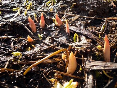 Пересадка пионов. Весенняя пересадка пионов: если нельзя, но очень хочется...