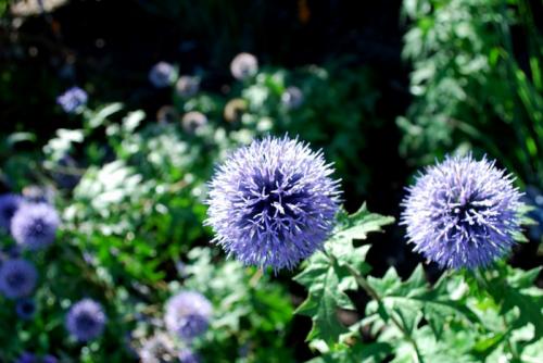 Идея для оформления сада. Оригинальных идей для красивого сада (фото) 18