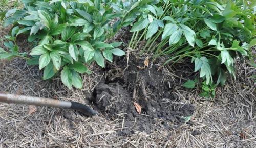 Пересадка пионов осенью на другое место — сохраняем размеры и обильность бутонов