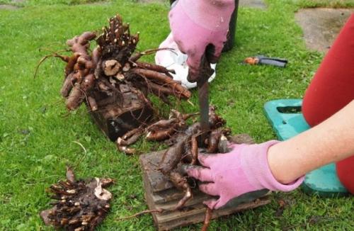 Пересадка пионов осенью на другое место — сохраняем размеры и обильность бутонов