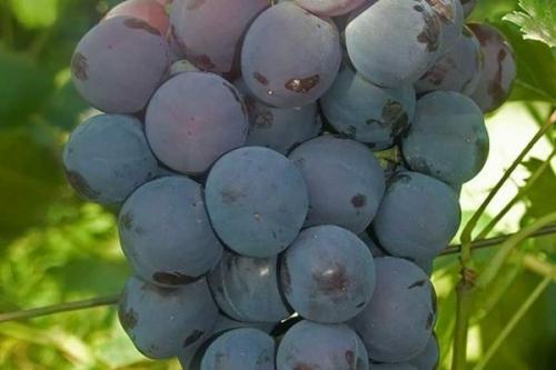 Сорта винограда для южного урала. Лучшие сорта винограда для Урала, требующие дополнительного покрова