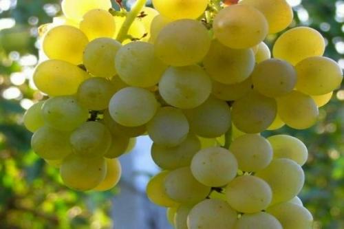 Сорта винограда для южного урала. Лучшие сорта винограда для Урала, требующие дополнительного покрова
