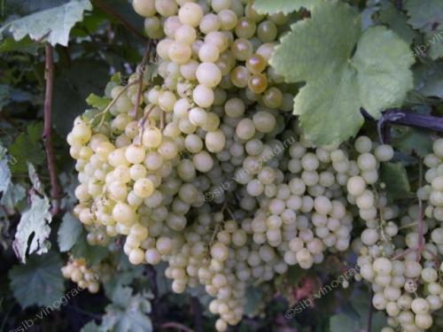 Сорта винограда для южного урала. Лучшие сорта винограда для Урала, требующие дополнительного покрова 14