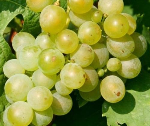 Сорта винограда для южного урала. Лучшие сорта винограда для Урала, требующие дополнительного покрова 13