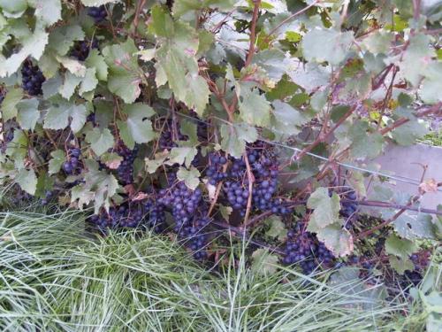 Сорта винограда для южного урала. Лучшие сорта винограда для Урала, требующие дополнительного покрова 16