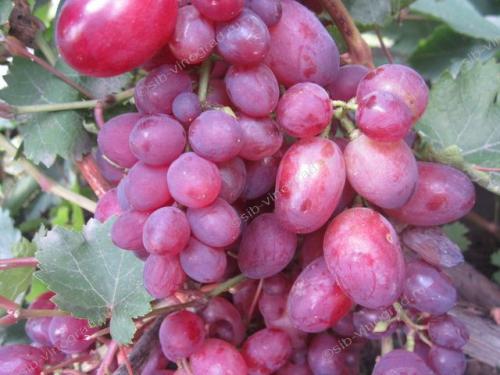 Сорта винограда для южного урала. Лучшие сорта винограда для Урала, требующие дополнительного покрова 15