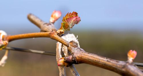 Виноград либерти описание сорта. Эти Винограды прощает ошибки, дают Отличный и Вкусный урожай даже у начинающих садоводов. Рассказываю, почему именно эти сорта 04 Виноград либерти описание сорта. Эти Винограды прощает ошибки, дают Отличный и Вкусный урожай даже у начинающих садоводов. Рассказываю, почему именно эти сорта 04