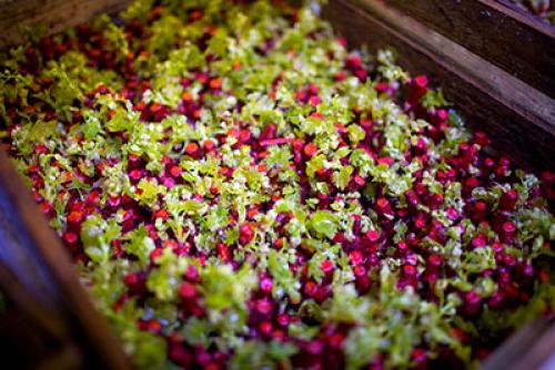 Виноград либерти описание сорта. Эти Винограды прощает ошибки, дают Отличный и Вкусный урожай даже у начинающих садоводов. Рассказываю, почему именно эти сорта 03 Виноград либерти описание сорта. Эти Винограды прощает ошибки, дают Отличный и Вкусный урожай даже у начинающих садоводов. Рассказываю, почему именно эти сорта 03