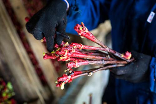 Виноград либерти описание сорта. Эти Винограды прощает ошибки, дают Отличный и Вкусный урожай даже у начинающих садоводов. Рассказываю, почему именно эти сорта 01 Виноград либерти описание сорта. Эти Винограды прощает ошибки, дают Отличный и Вкусный урожай даже у начинающих садоводов. Рассказываю, почему именно эти сорта 01