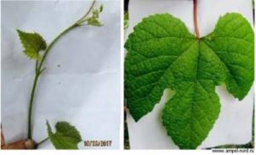 Виноград либерти описание сорта. Эти Винограды прощает ошибки, дают Отличный и Вкусный урожай даже у начинающих садоводов. Рассказываю, почему именно эти сорта 06 Виноград либерти описание сорта. Эти Винограды прощает ошибки, дают Отличный и Вкусный урожай даже у начинающих садоводов. Рассказываю, почему именно эти сорта 06