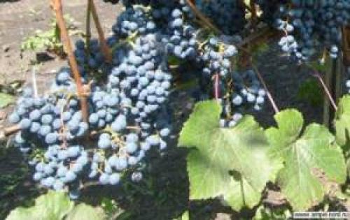 Виноград либерти описание сорта. Эти Винограды прощает ошибки, дают Отличный и Вкусный урожай даже у начинающих садоводов. Рассказываю, почему именно эти сорта 07