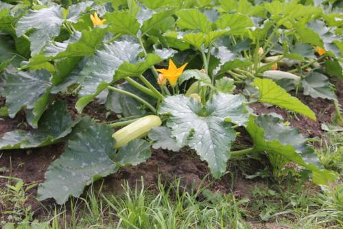 Как сделать газон на целине. Огород на целине