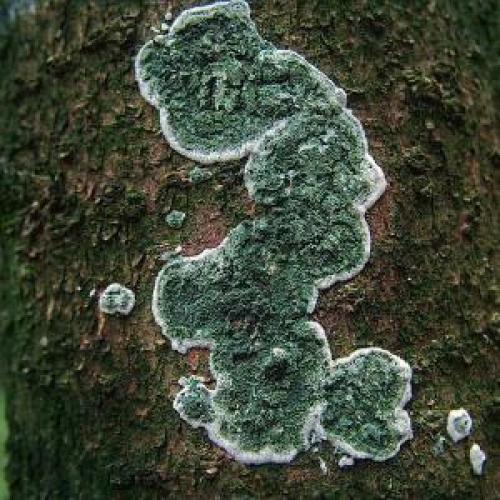 Правильное применение триходермы в растениеводстве. Описание триходермы 04