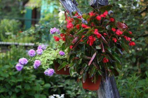 Правильное применение триходермы в растениеводстве. Описание триходермы 01