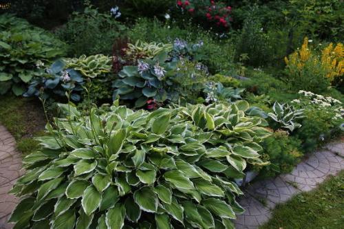 Правильное применение триходермы в растениеводстве. Описание триходермы 03