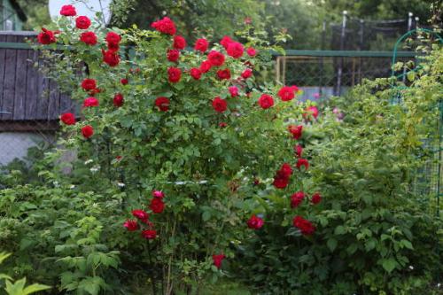 Правильное применение триходермы в растениеводстве. Описание триходермы 02