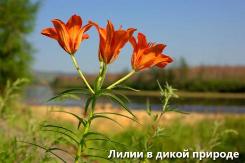 Лилии в саду. Описание растения