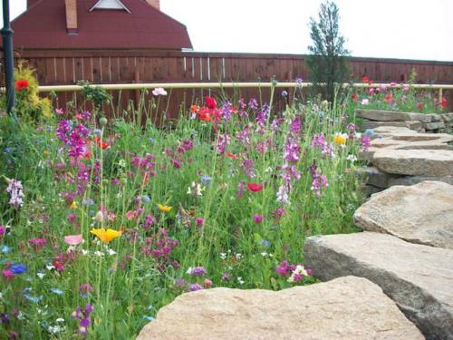 Как сеять газонную траву. От чего зависит густота посева? 13