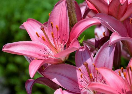 Лилии в саду. Описание растения