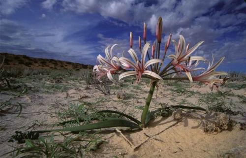 Лилии в саду. Описание растения