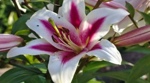 Как правильно посадить лилию. Подготовка места и почвы для посадки