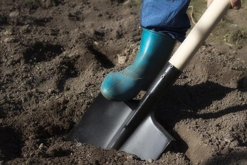 Лилия грунт. Выращивание лилий в открытом грунте: правила и советы