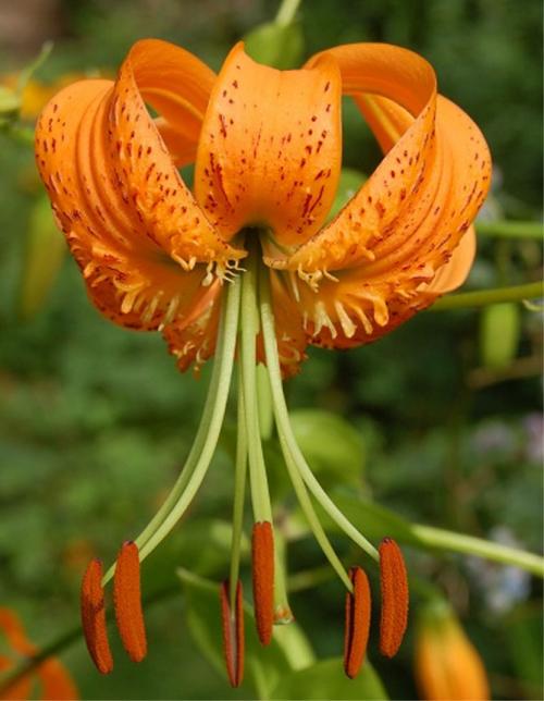 Лилии в саду. Описание растения