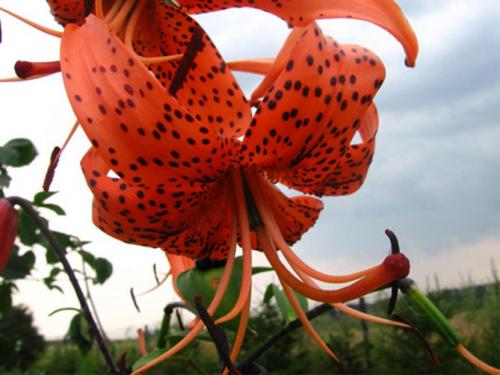 Лилии в саду. Описание растения