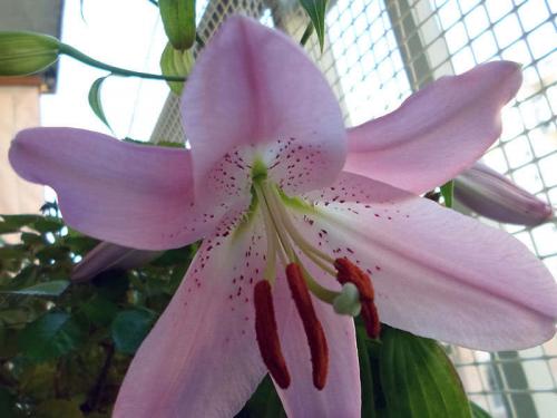 Как выращивать лилии в открытом грунте. Когда сажать 01 Как выращивать лилии в открытом грунте. Когда сажать 01