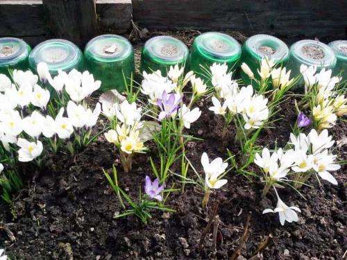 Деревенские палисадники. Палисадник — 140 фото и видео описание проектирования и оформления палисадников