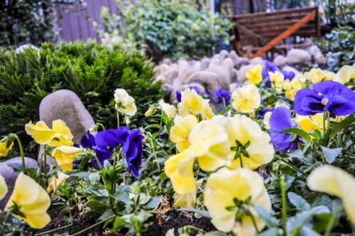 Деревенские палисадники. Палисадник — 140 фото и видео описание проектирования и оформления палисадников