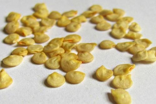 Нашатырный спирт, как удобрение. 8 главных способов применения нашатырного спирта в 2022 году для огорода и сада: что и как им поливать